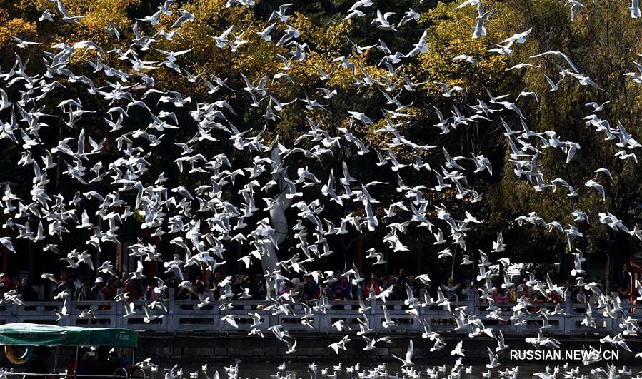 Зимнее общение людей и чаек в "городе весны"