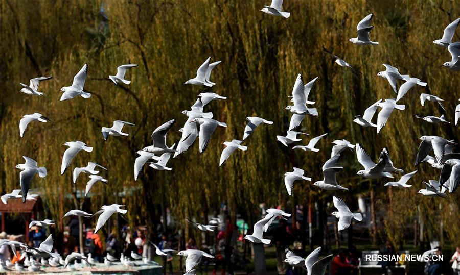 Зимнее общение людей и чаек в "городе весны"