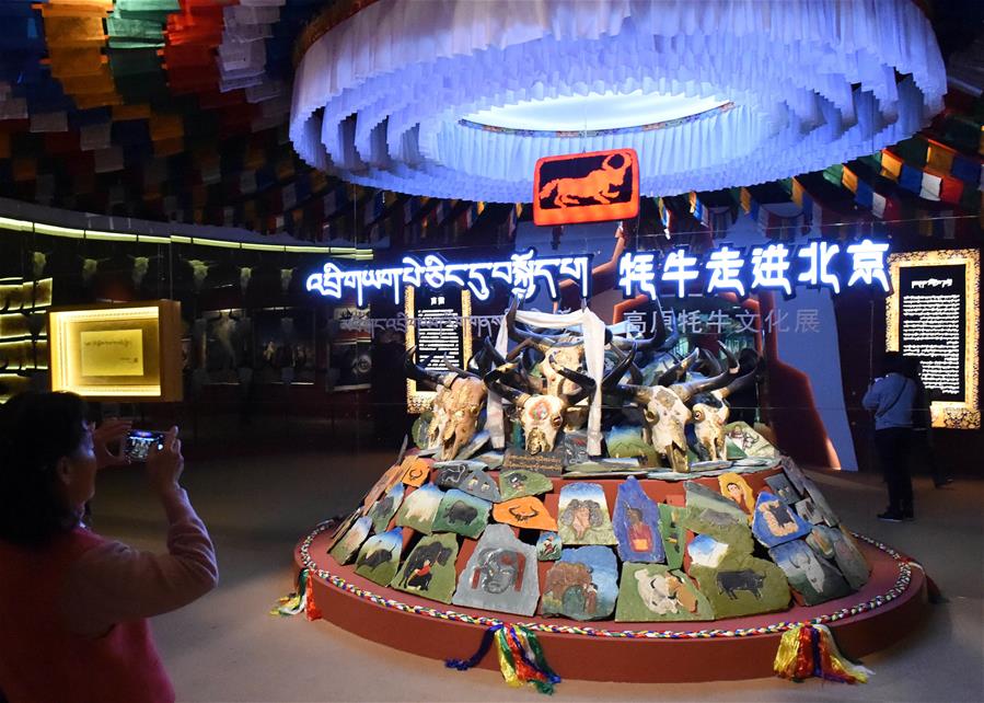 （文化）（1）《牦牛走进北京——高原牦牛文化展》在首博展出