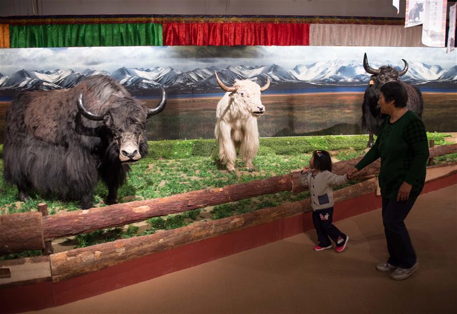 （文化）（3）《牦牛走进北京——高原牦牛文化展》在首博展出