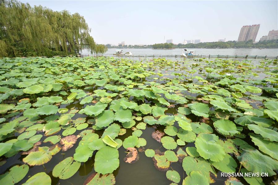 С 1 января 2017 года старая часть парка Даминху в Цзинане будет доступна для бесплатного посещения