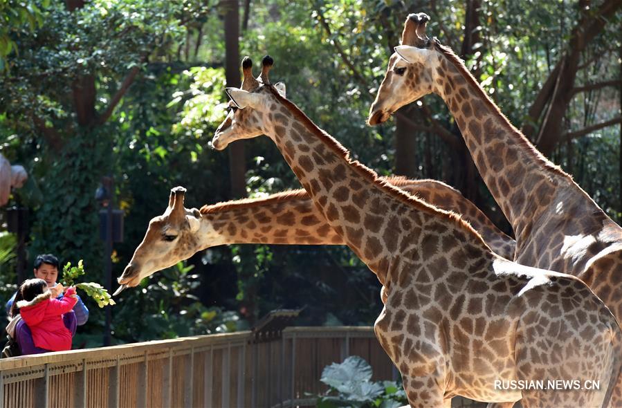 Зоопарк "Чанлун" в южнокитайском городе Гуанчжоу пользуется большой популярностью  у посетителей