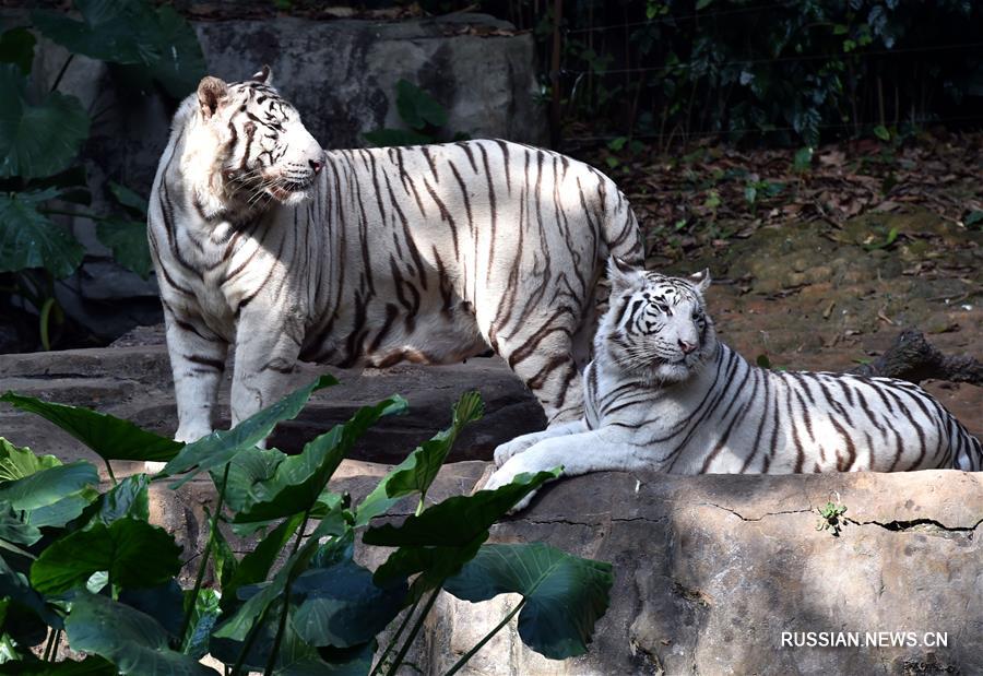 Зоопарк "Чанлун" в южнокитайском городе Гуанчжоу пользуется большой популярностью  у посетителей