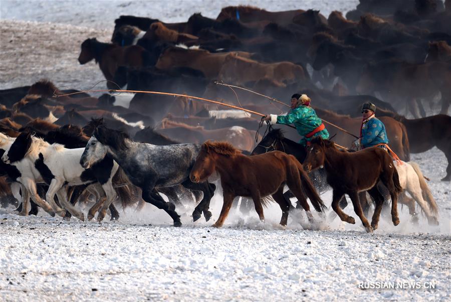 Табуны в снежной степи Внутренней Монголии