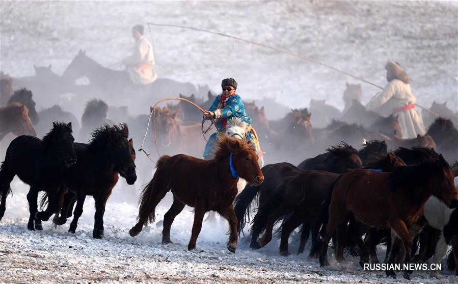 Табуны в снежной степи Внутренней Монголии 