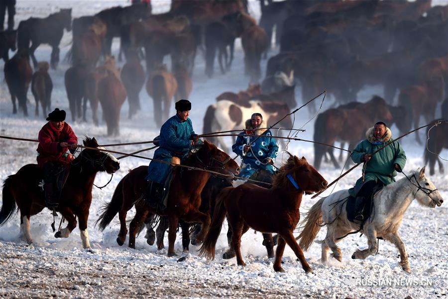 Табуны в снежной степи Внутренней Монголии