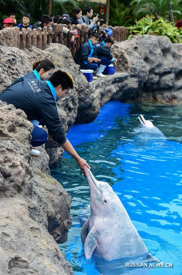 В чжухайском океанариуме появились 4 новых китайских белых дельфина