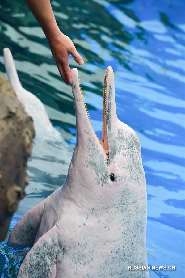 В чжухайском океанариуме появились 4 новых китайских белых дельфина