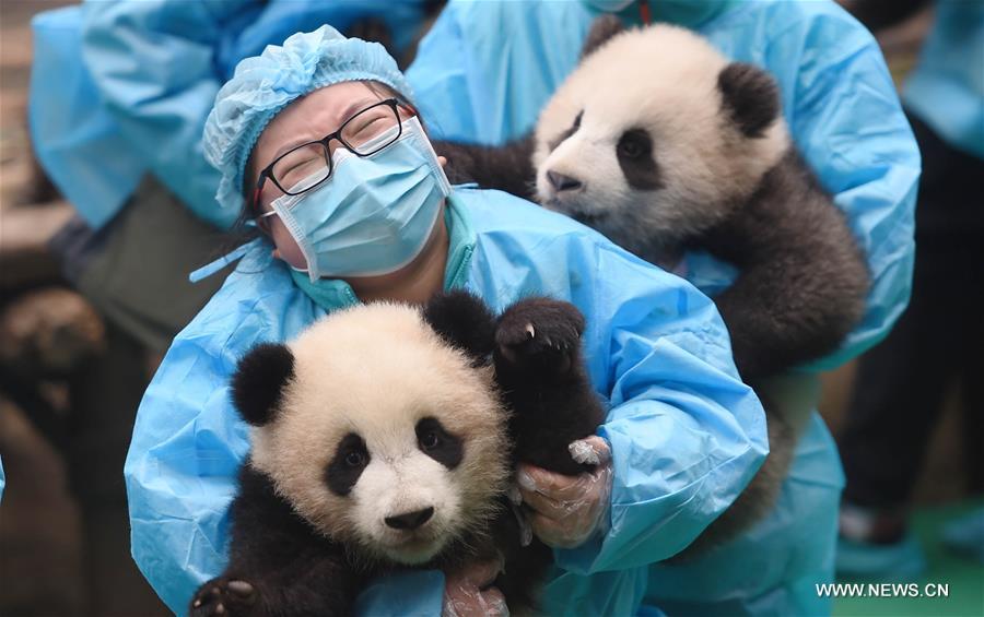 Детеныши панды встречают Новый год