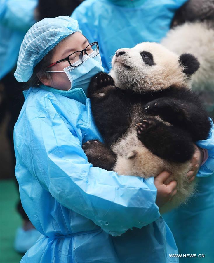 Детеныши панды встречают Новый год