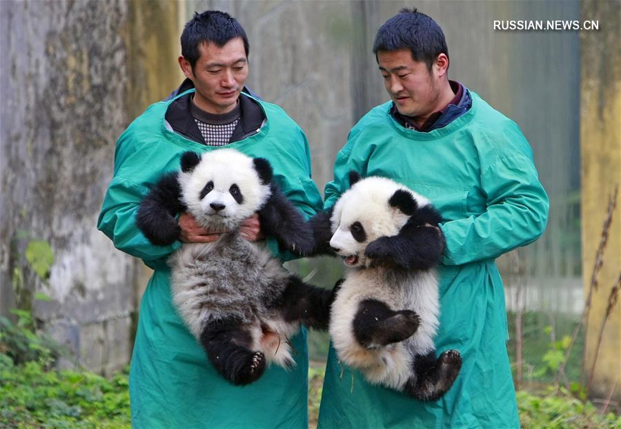 （社会）（1）重庆动物园大熊猫双胞胎与游客见面