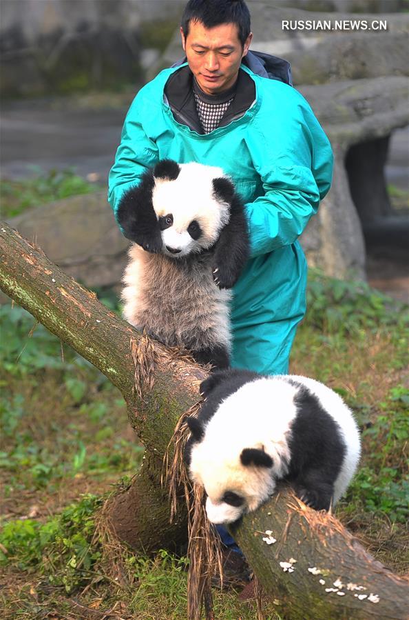 （社会）（2）重庆动物园大熊猫双胞胎与游客见面