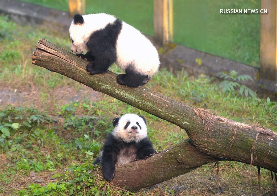 （社会）（3）重庆动物园大熊猫双胞胎与游客见面