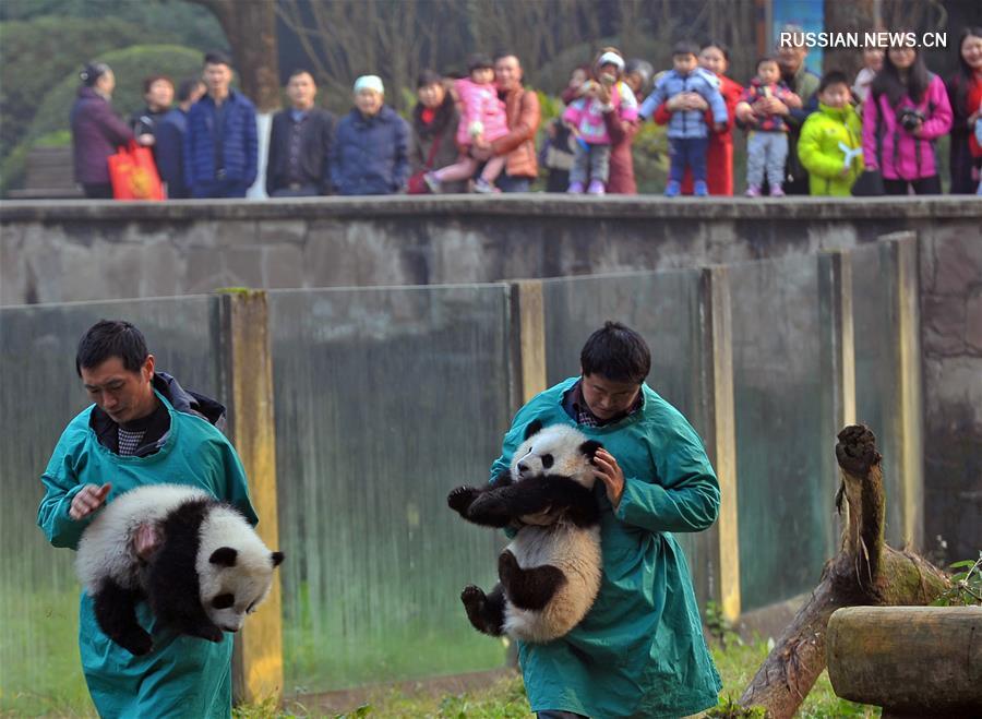（社会）（4）重庆动物园大熊猫双胞胎与游客见面