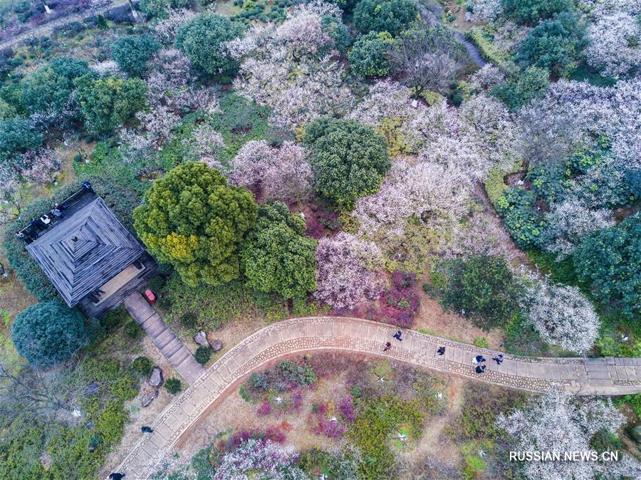 Цветение сливы мэйхуа в Ханчжоу