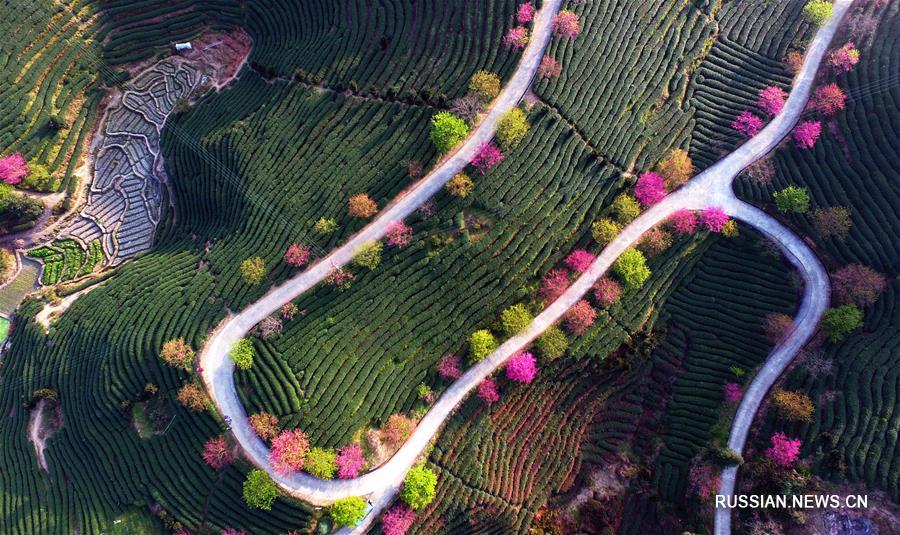 Цветущие вишневые деревья среди чайных плантаций в Фуцзяни