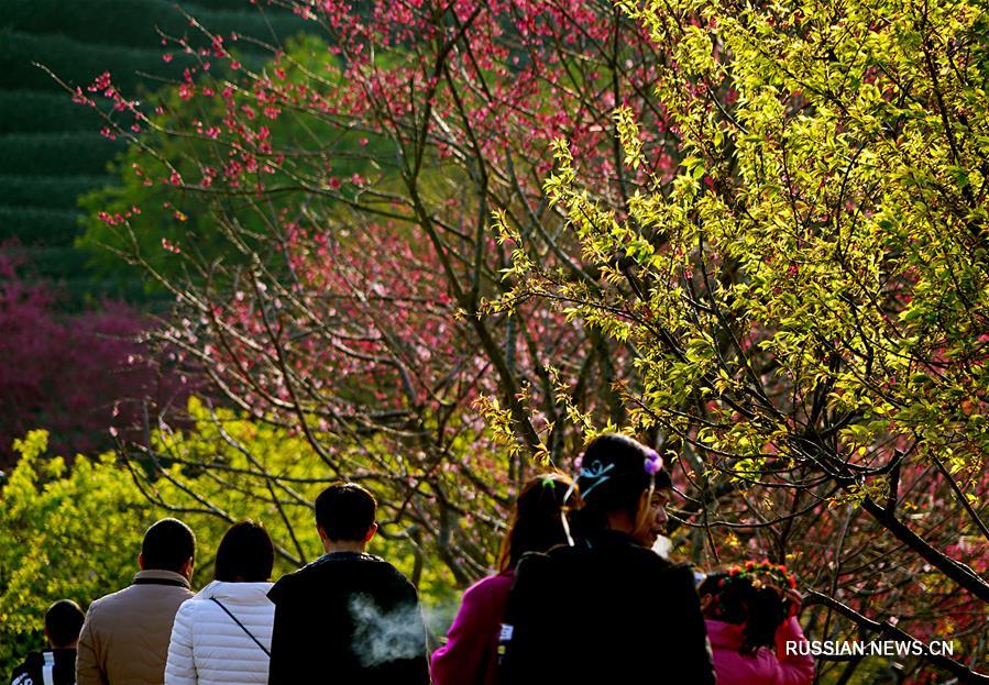 Цветущие вишневые деревья среди чайных плантаций в Фуцзяни