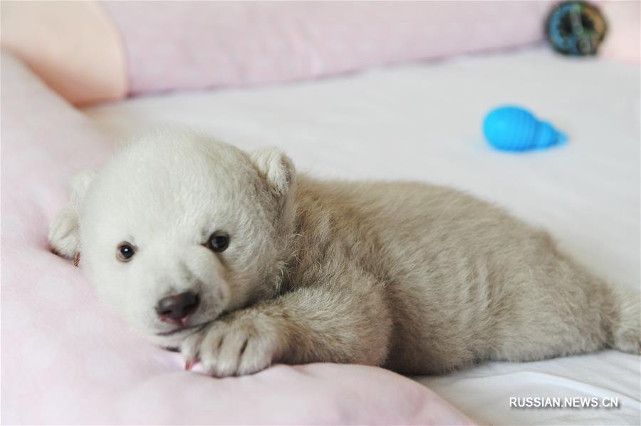 Белый медвежонок из океанариума в провинции Шаньдун
