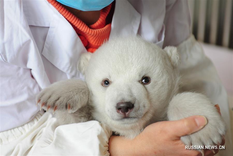 Белый медвежонок из океанариума в провинции Шаньдун