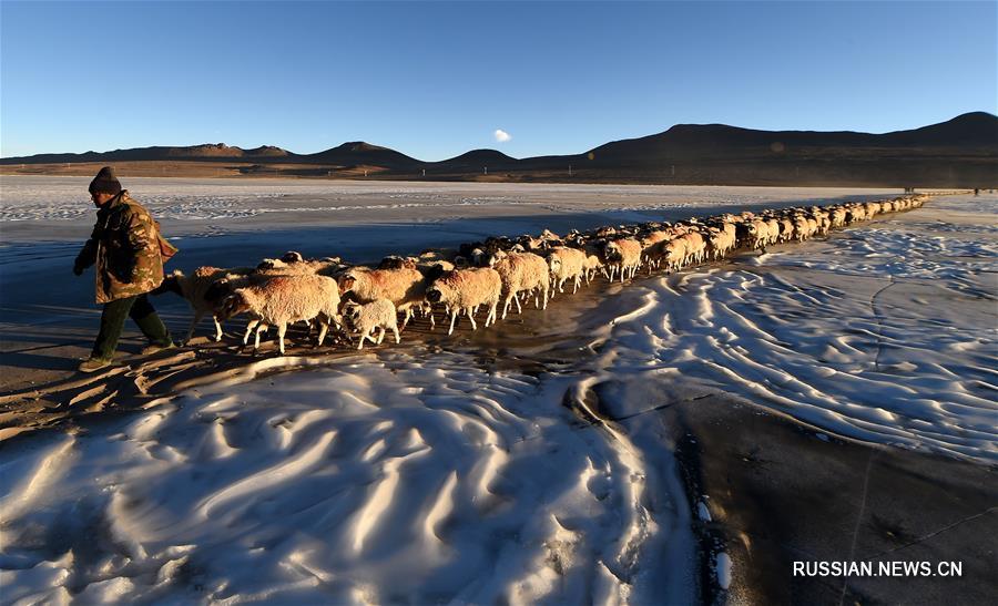 Опасное путешествие через замерзшее озеро -- Тибетские скотоводы перегоняют стада на зимнее пастбище