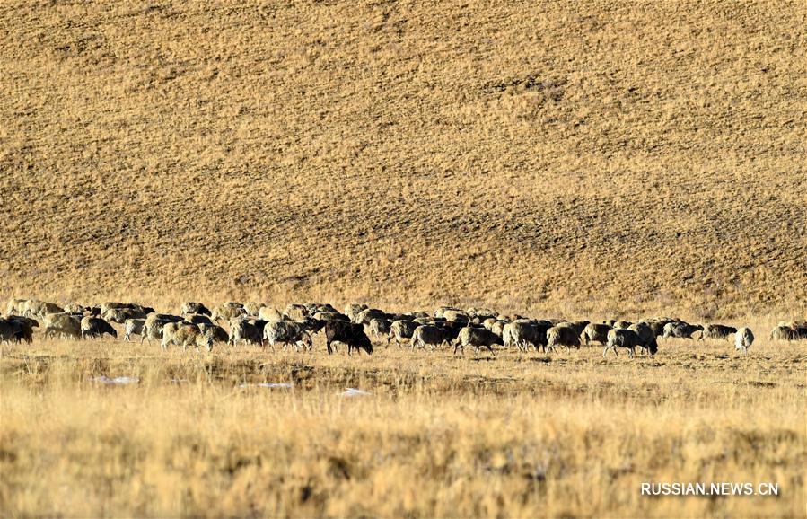 Опасное путешествие через замерзшее озеро -- Тибетские скотоводы перегоняют стада на зимнее пастбище