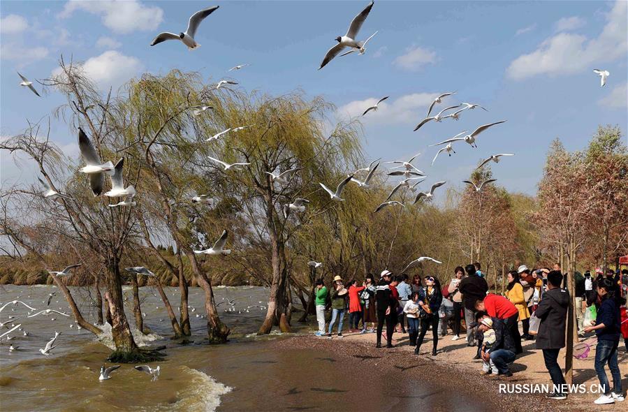 Весна на берегах озера Дяньчи в Куньмине