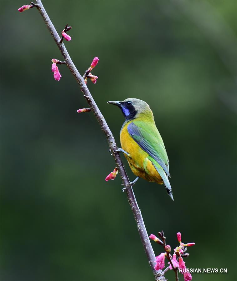 Птичий рай в парках Фучжоу