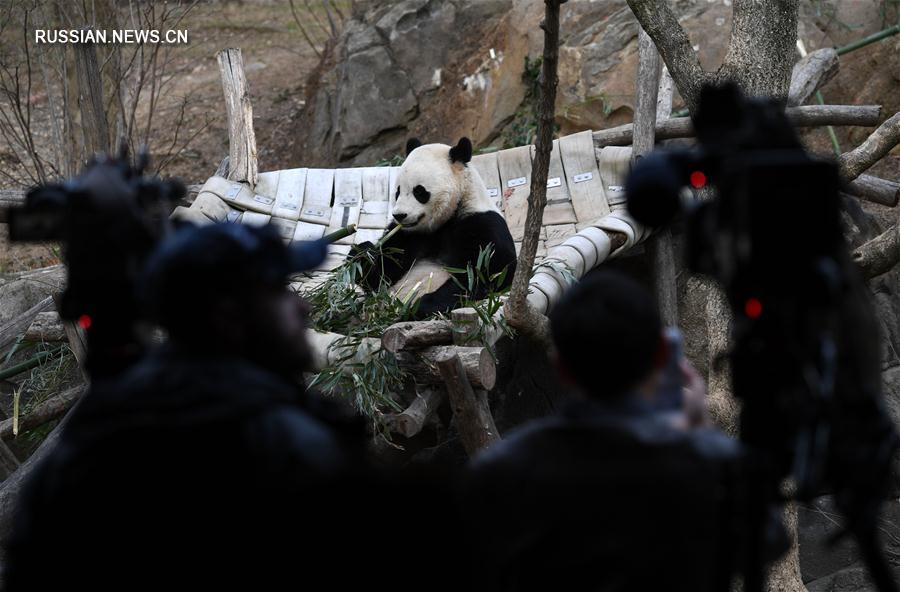Родившаяся в США панда по кличке Бао Бао отправилась в Китай