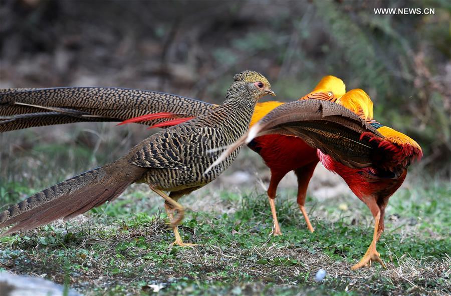 Брачные игры золотых фазанов в горах на северо-западе Китая