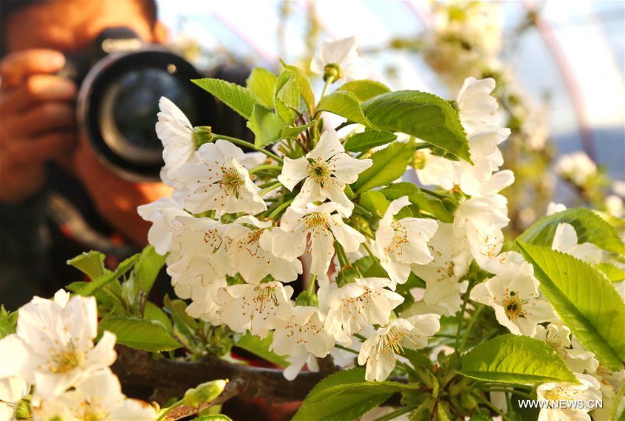 Цветы вишни приветствуют весну в провинции Хэбэй