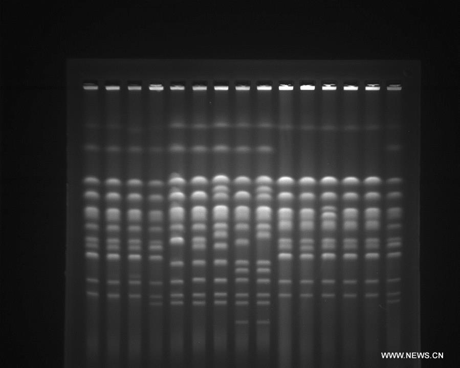Китайские ученые создали искусственные хромосомы дрожжей