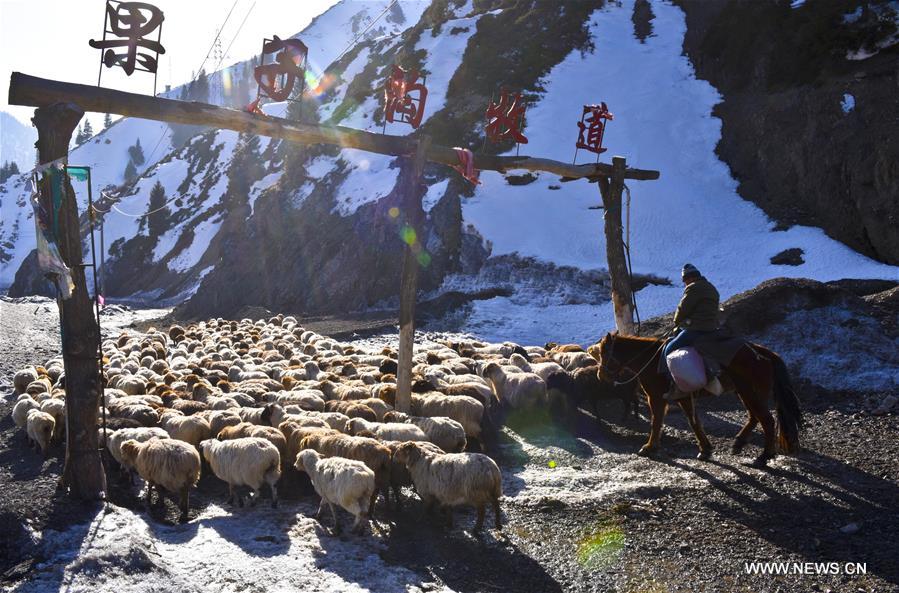 Перегон овечьих стад в Синьцзяне