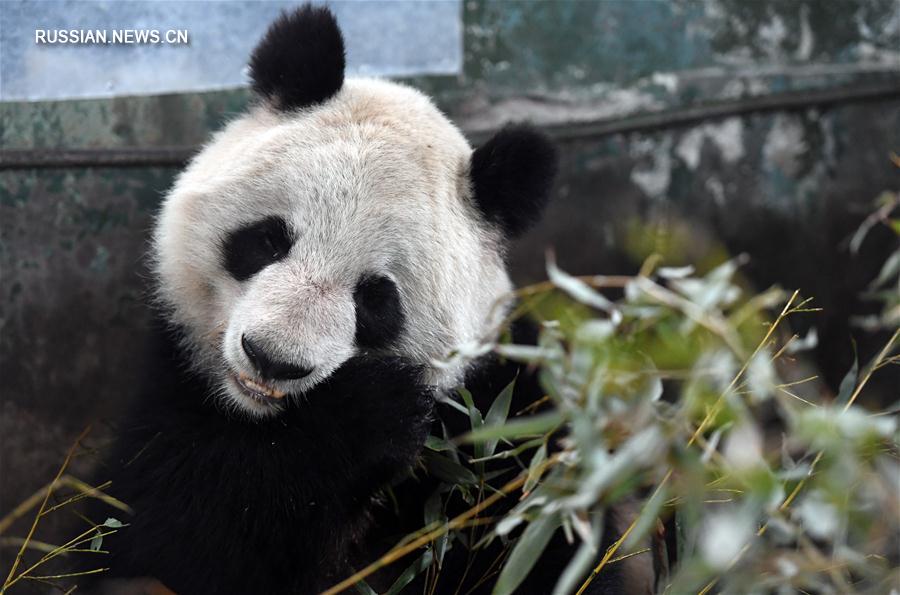 （社会）（4）兰州市动物园大熊猫“蜀兰”将被异地代养