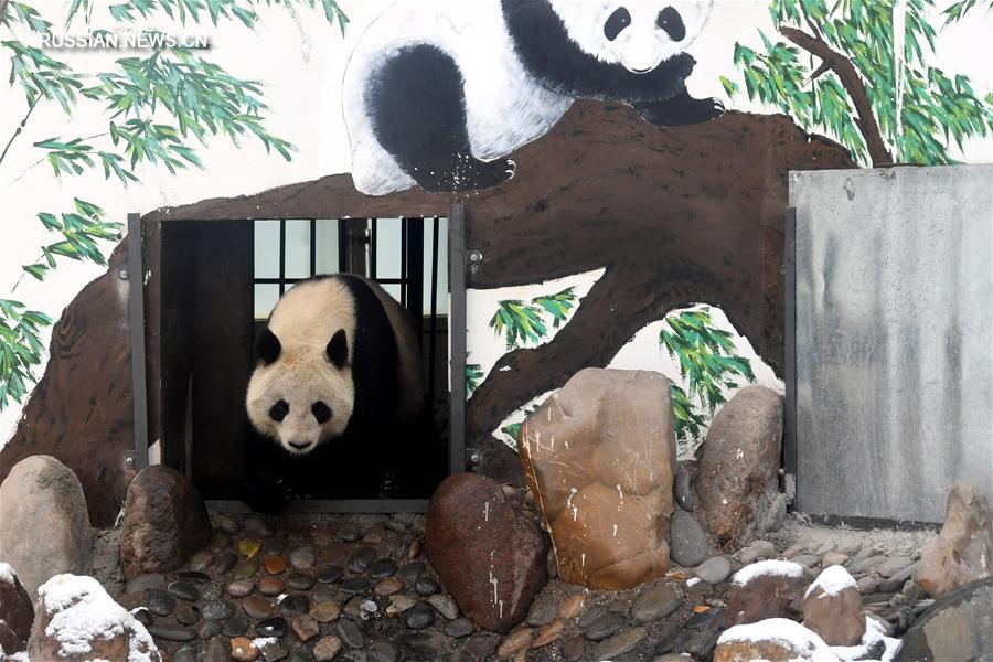 （社会）（2）兰州市动物园大熊猫“蜀兰”将被异地代养