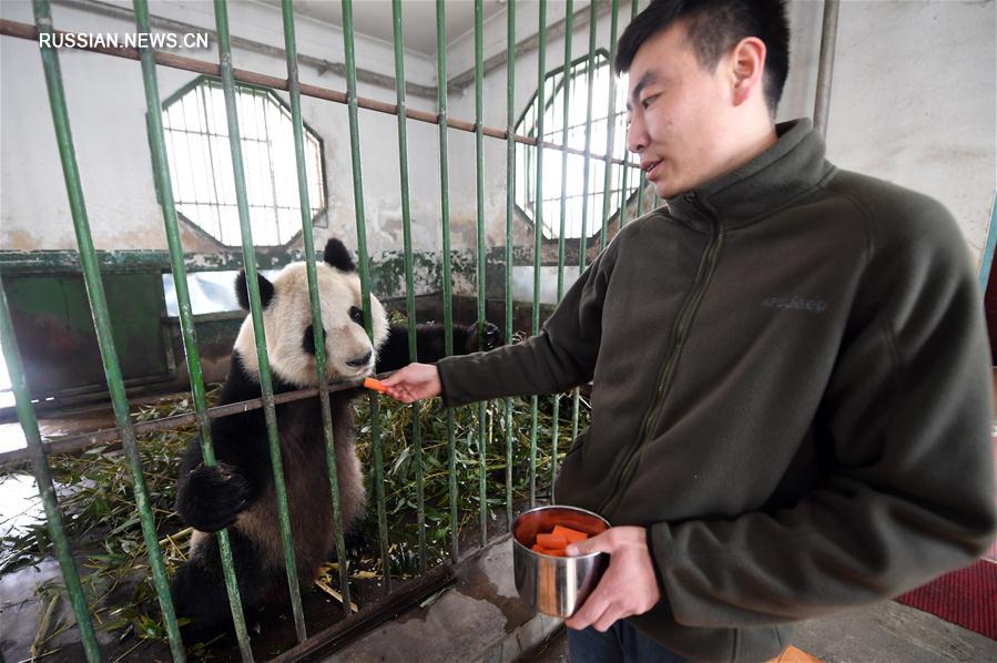 （社会）（3）兰州市动物园大熊猫“蜀兰”将被异地代养