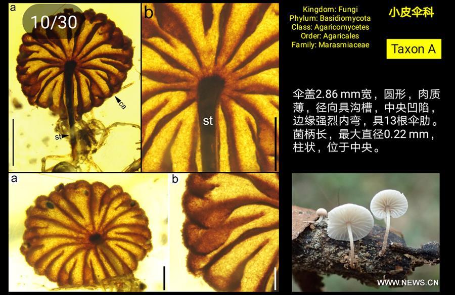 Ученые обнаружили самые древние ископаемые грибы