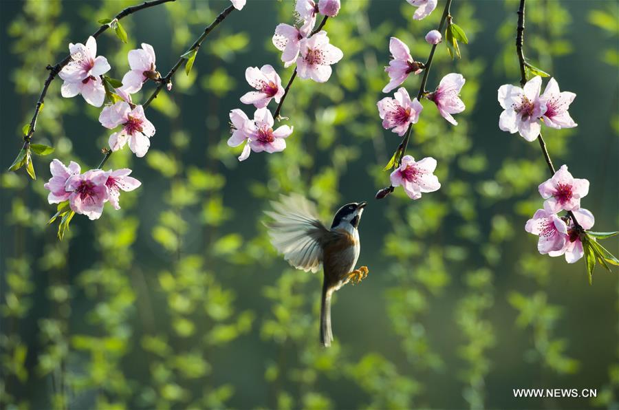 Весенний танец птиц среди цветов в Цзянсу