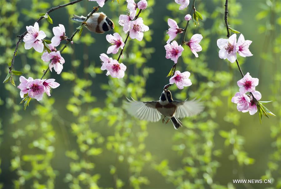 Весенний танец птиц среди цветов в Цзянсу