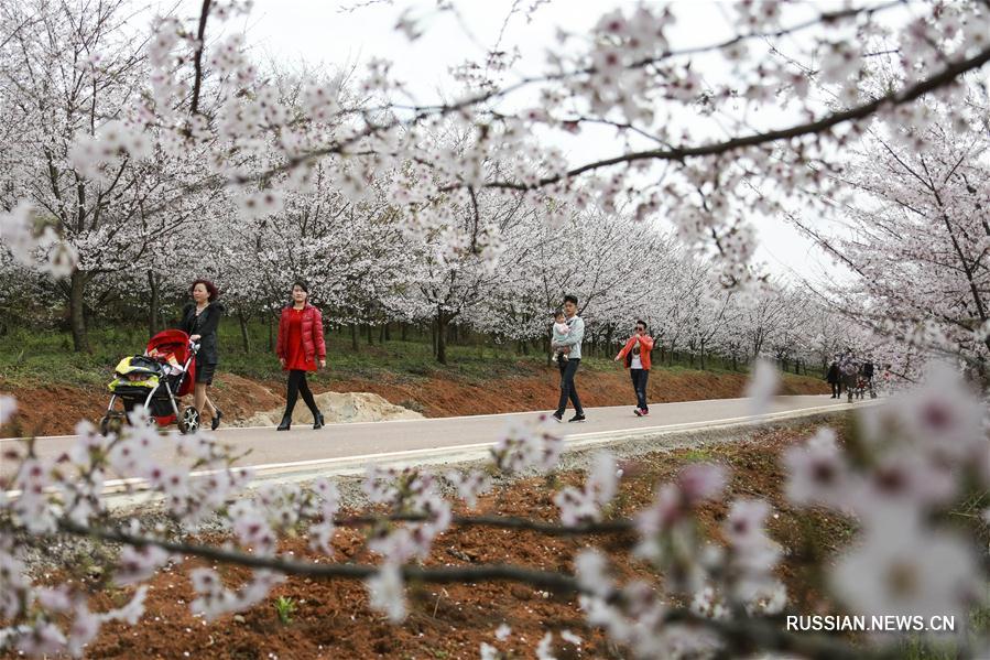 Белоснежное море цветущей вишни в Гуйане