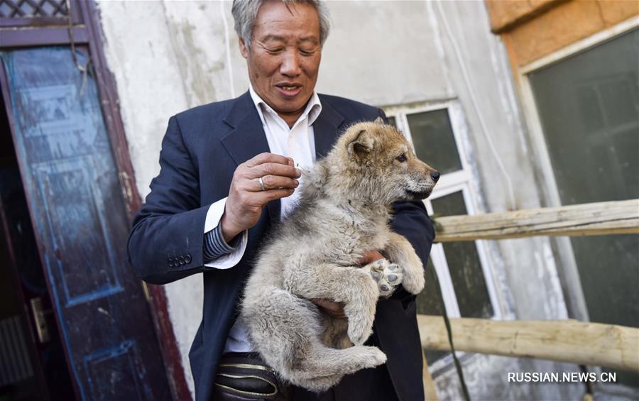 С волками жить, да не по-волчьи выть: как 71-летний китаец стал "царем волков"