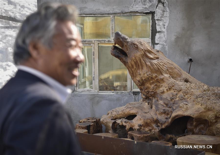 С волками жить, да не по-волчьи выть: как 71-летний китаец стал "царем волков"