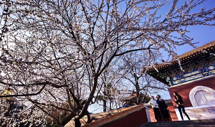 Весна в Пекине - прекрасная пора цветения