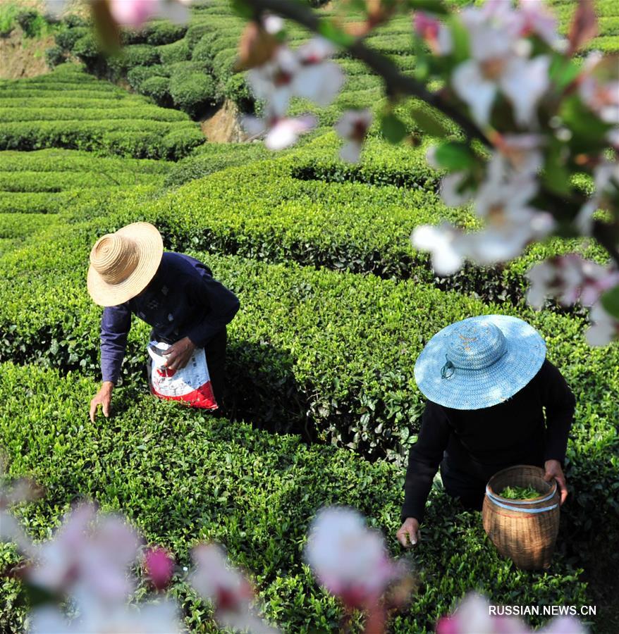 Горячая пора на китайских чайных плантациях до и после праздника Цинмин