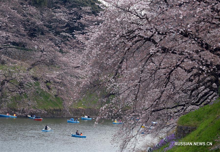 В Токио наступил сезон любования цветением сакуры