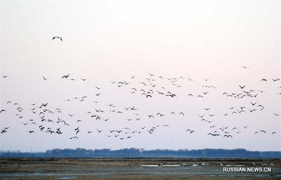 Огромные стаи пернатых прилетели в заповедник "Момогэ" на северо-востоке Китая
