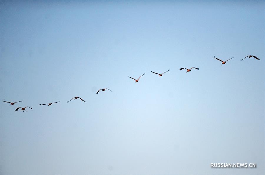 Огромные стаи пернатых прилетели в заповедник "Момогэ" на северо-востоке Китая