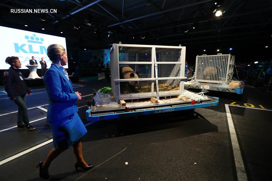 Большие панды Синъя и Увэнь доставлены из Китая в Нидерланды