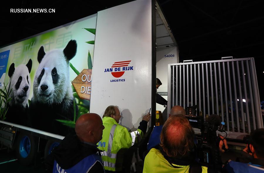 Большие панды Синъя и Увэнь доставлены из Китая в Нидерланды