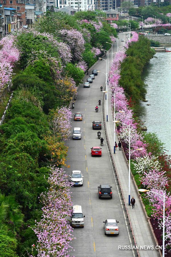 Цветение баугинии на улицах города Лючжоу