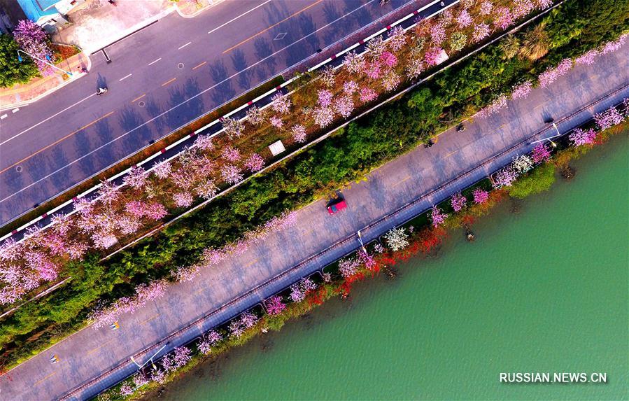 Цветение баугинии на улицах города Лючжоу